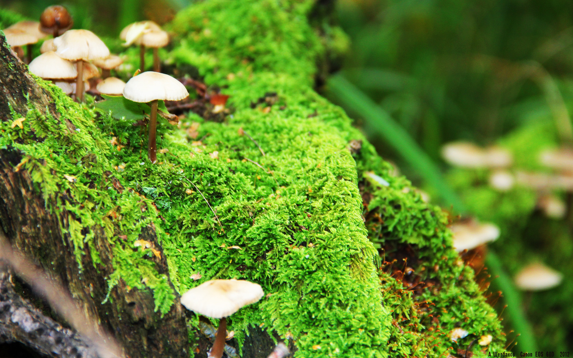 巴特尔的强硬防守为袋鼠队提供了更多反击空间,巴特尔打篮球视频