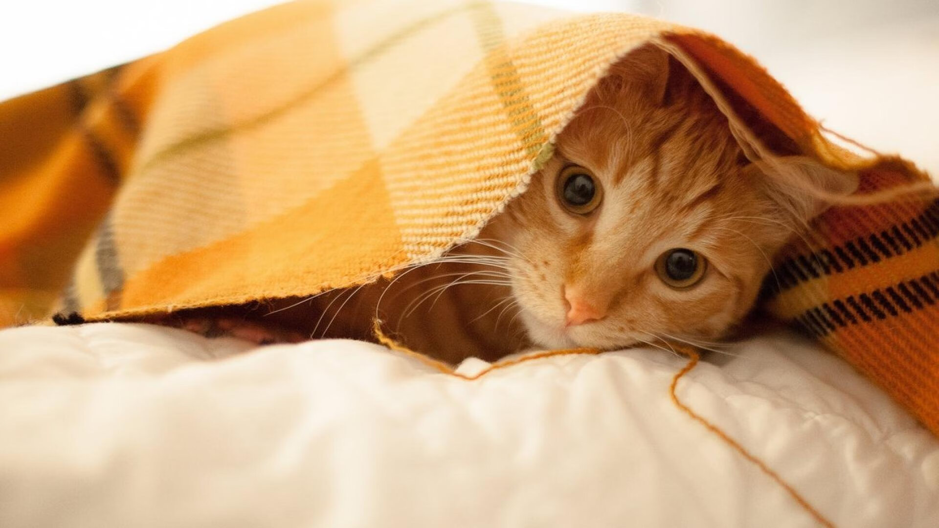 弗朗索瓦·霍尔茨豪伊泽:敏捷的反应与精准的决定力,帮助南非队占领比赛主动