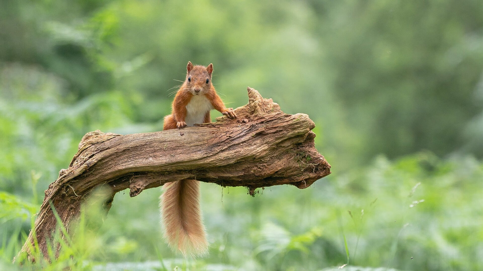 快船后场组合接受媒体访问谈目标一致性,快船队得分后卫