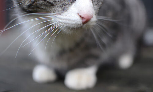 欧洲杯战局变化:策略、突破、奇迹不断!,欧洲杯的局势