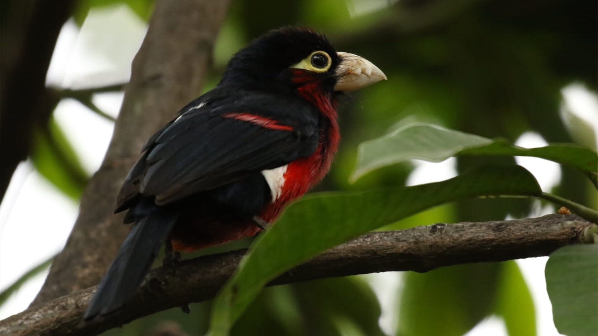 法甲决赛:最后秒钟的绝佳进球,法甲 经典比赛