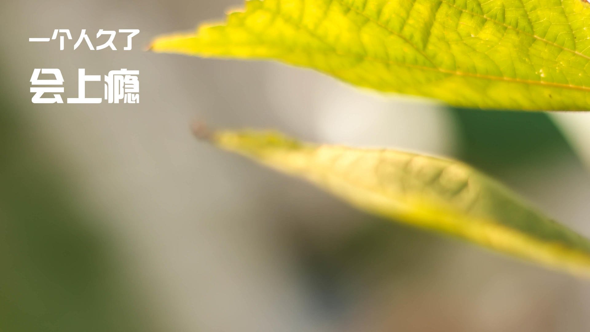 美洲杯明星闪耀：精彩突破不断刷新纪录！，美洲杯得主