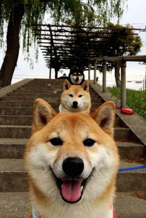 乐鱼电竞在线平台-陈艺文再添国际赛金牌，陈艺文获得金牌