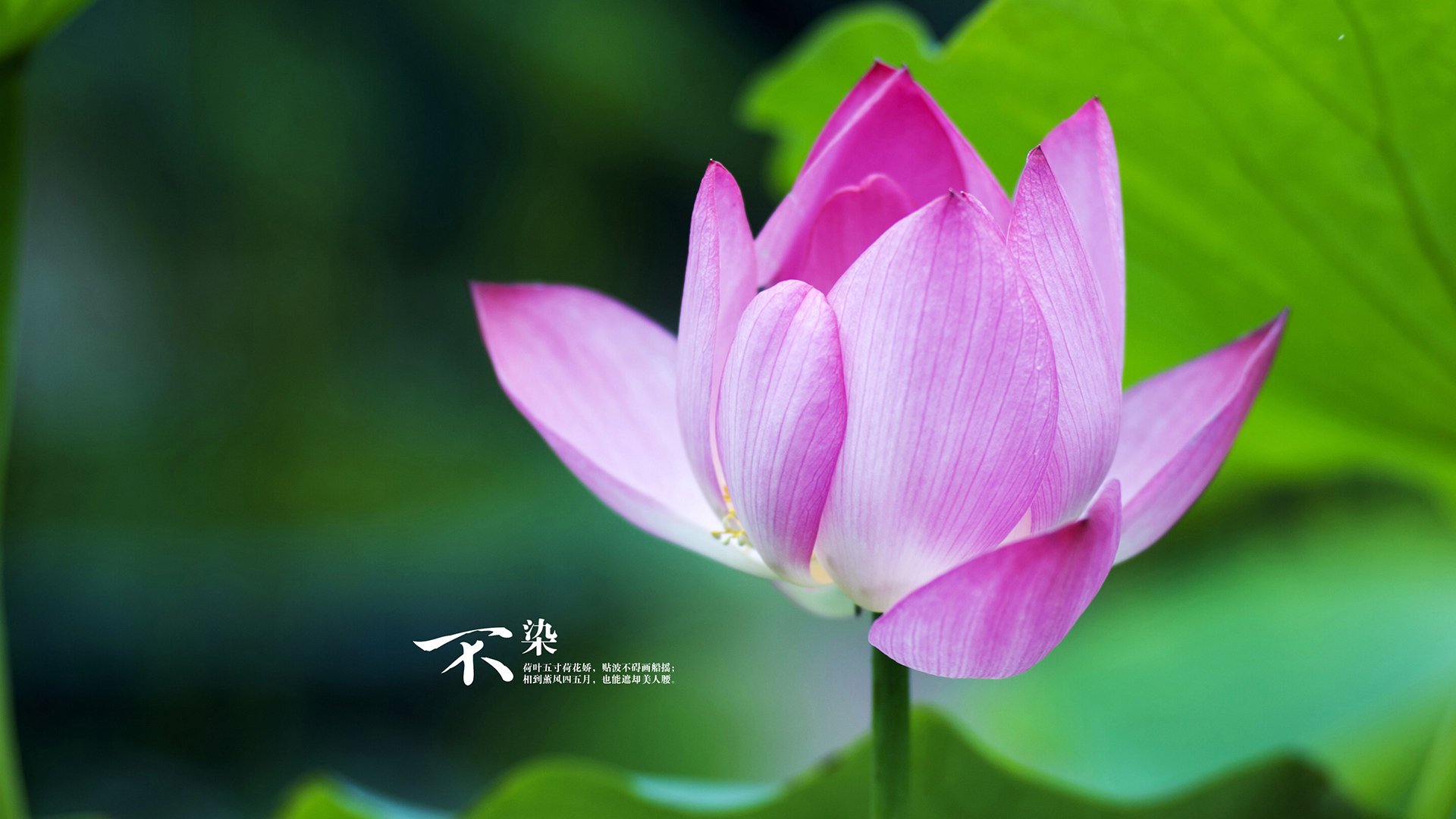 Leyu Sport下载-黄蜂宣布重用年轻控卫寻找组织核心，黄蜂johnson