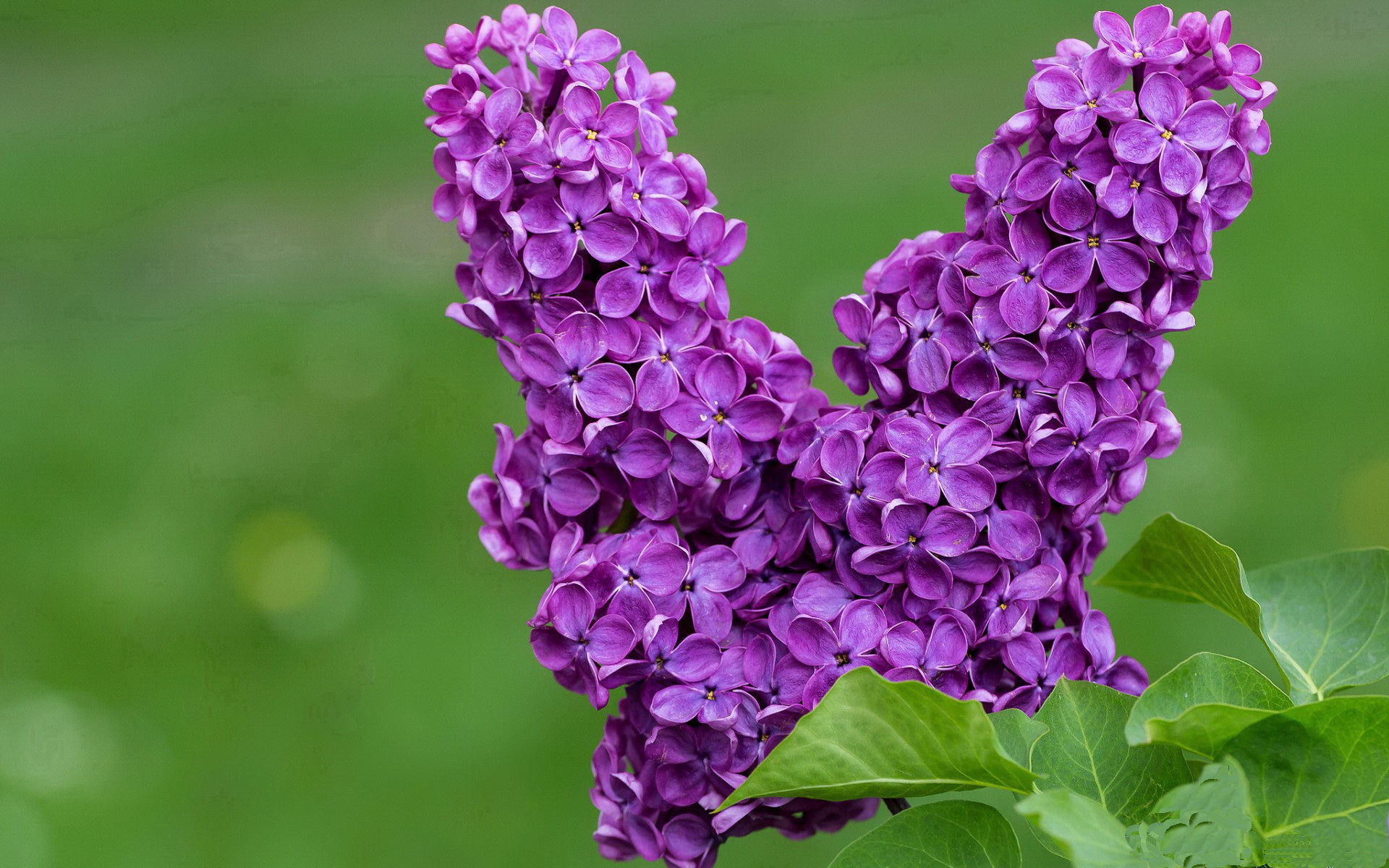 22分表现亮眼，广东2米05锋线完成升级成杜锋利器，广东2米22大中锋